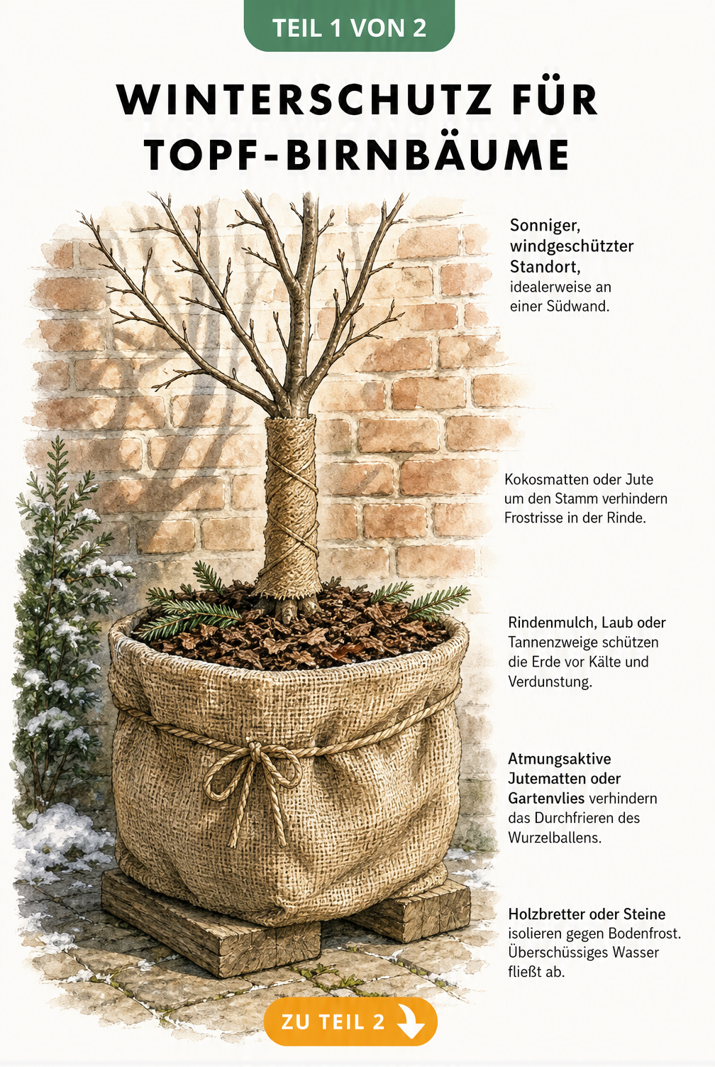 Illustration eines eingepackten Birnbaums im Topf mit Winterschutz-Materialien wie Jute, Rindenmulch und Holzklötzen vor einer Hauswand.