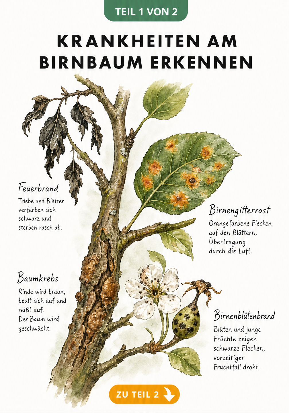 Botanische Illustration eines Birnbaumastes mit Schadbildern von Feuerbrand, Birnengitterrost, Baumkrebs und Birnenblütenbrand