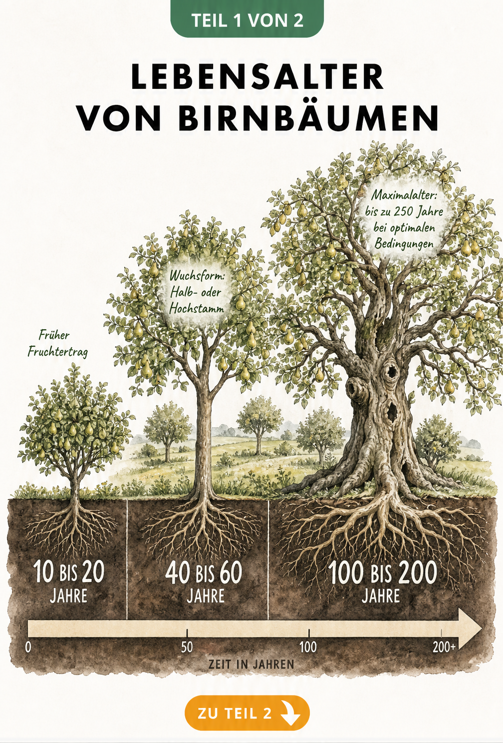 Illustration von drei Birnbäumen unterschiedlichen Alters auf einem Zeitstrahl von 10 bis 250 Jahren