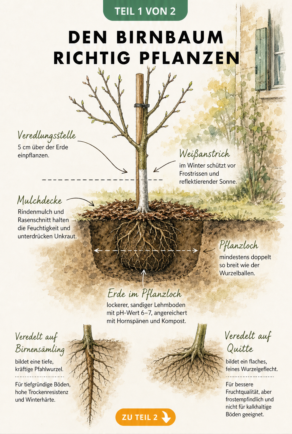 Illustration eines jungen Birnbaums beim Pflanzen mit Pflanzpfahl, Veredlungsstelle und Wurzelvergleich zwischen Birnensämling und Quitte