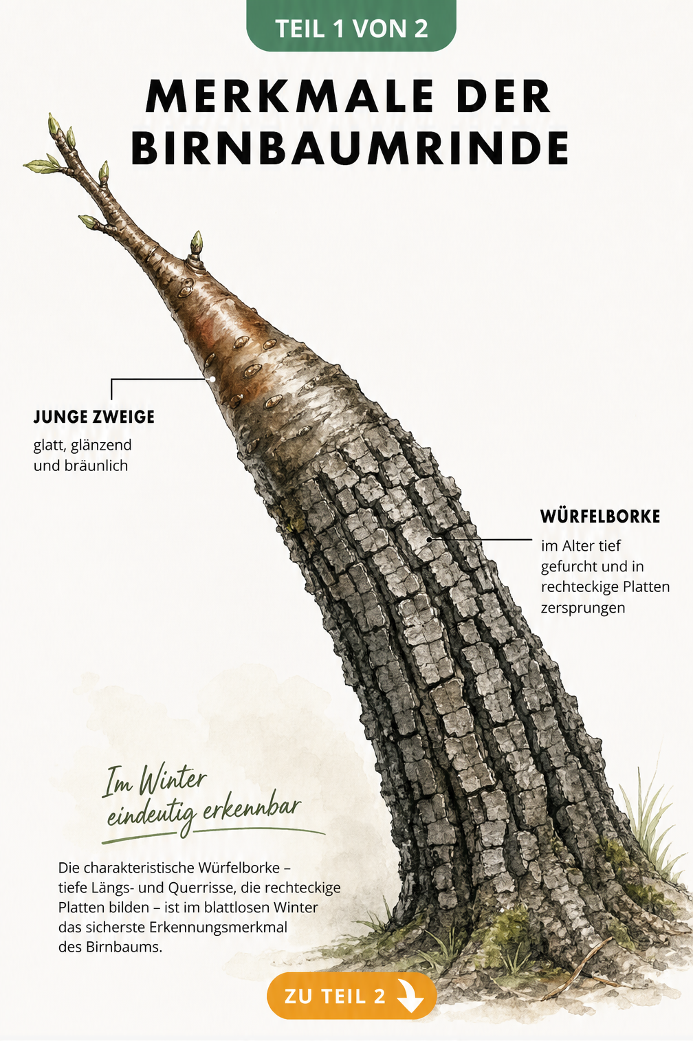 Illustration eines Birnbaumstamms, der sich von einer glatten jungen Rinde zu einer tief rissigen Würfelborke entwickelt.