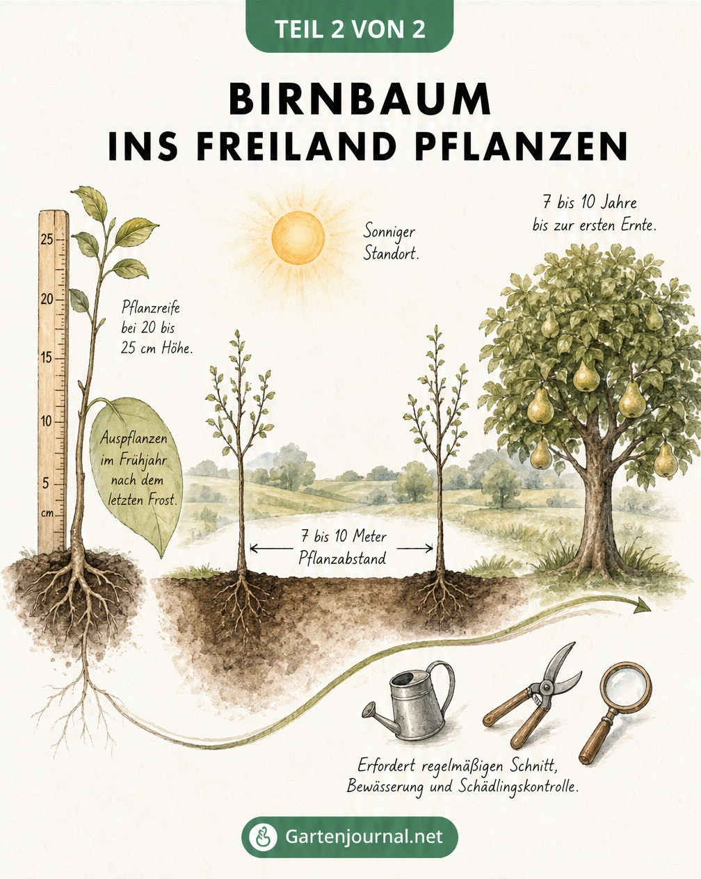 Gartenplan-Illustration: Birnbaum-Sämling ins Freiland pflanzen mit Pflanzabstand und Zeitachse bis zur Ernte