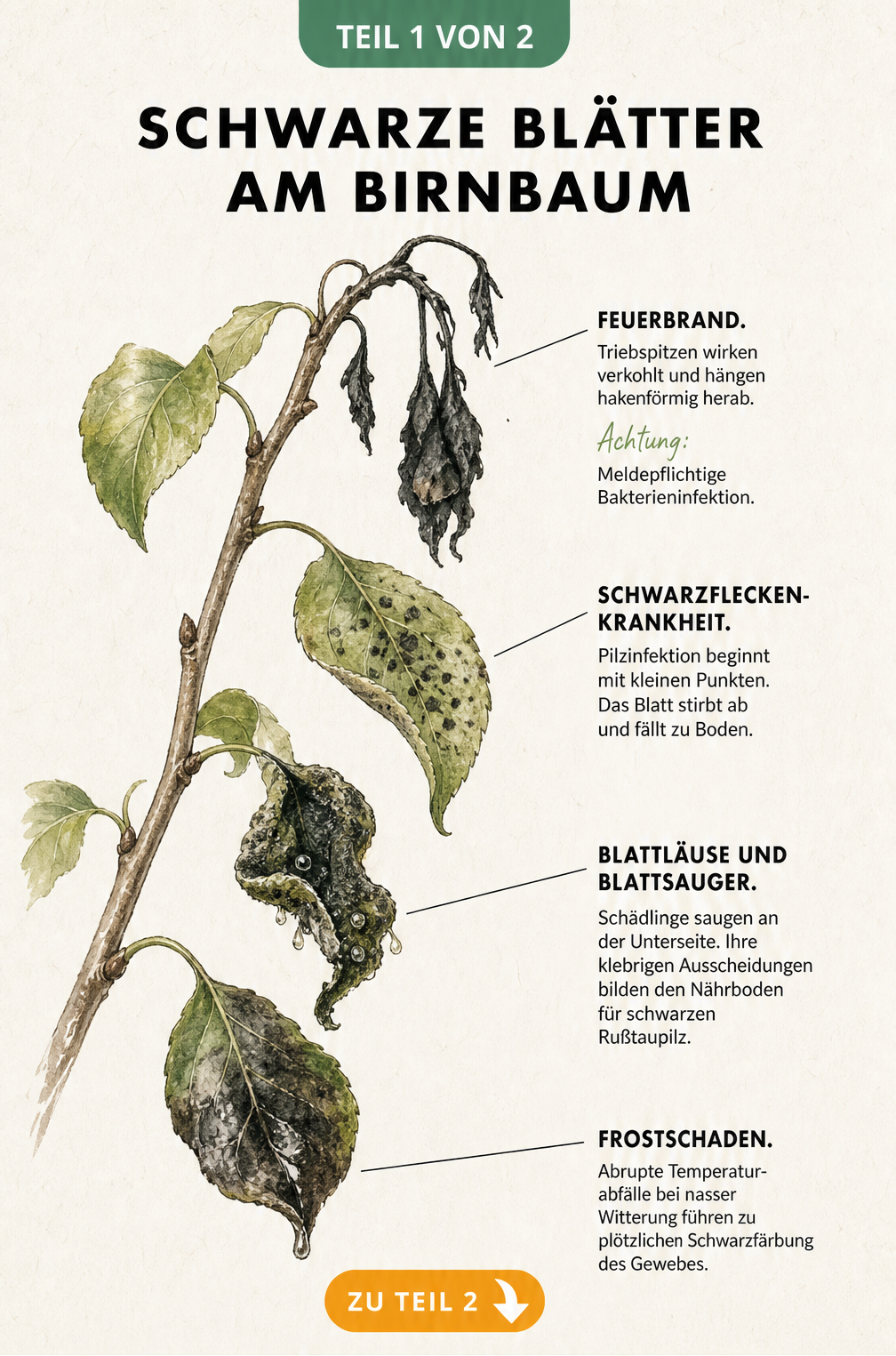 Botanische Zeichnung eines Birnbaumzweigs, die vier Ursachen für schwarze Blätter zeigt: Feuerbrand, Schwarzfleckenkrankheit, Blattläuse und Frostschaden.