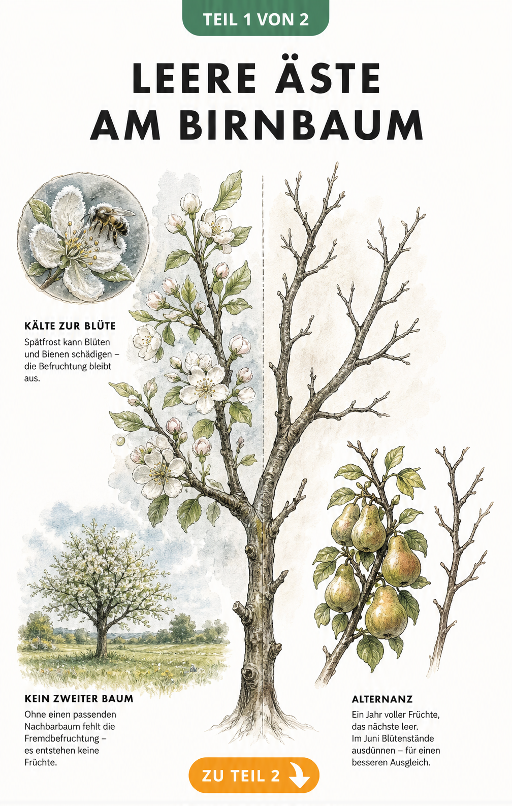 Illustration eines Birnbaumastes, der links blüht und rechts kahl ist, mit Erklärungen zu Frost, fehlender Fremdbefruchtung und Alternanz.
