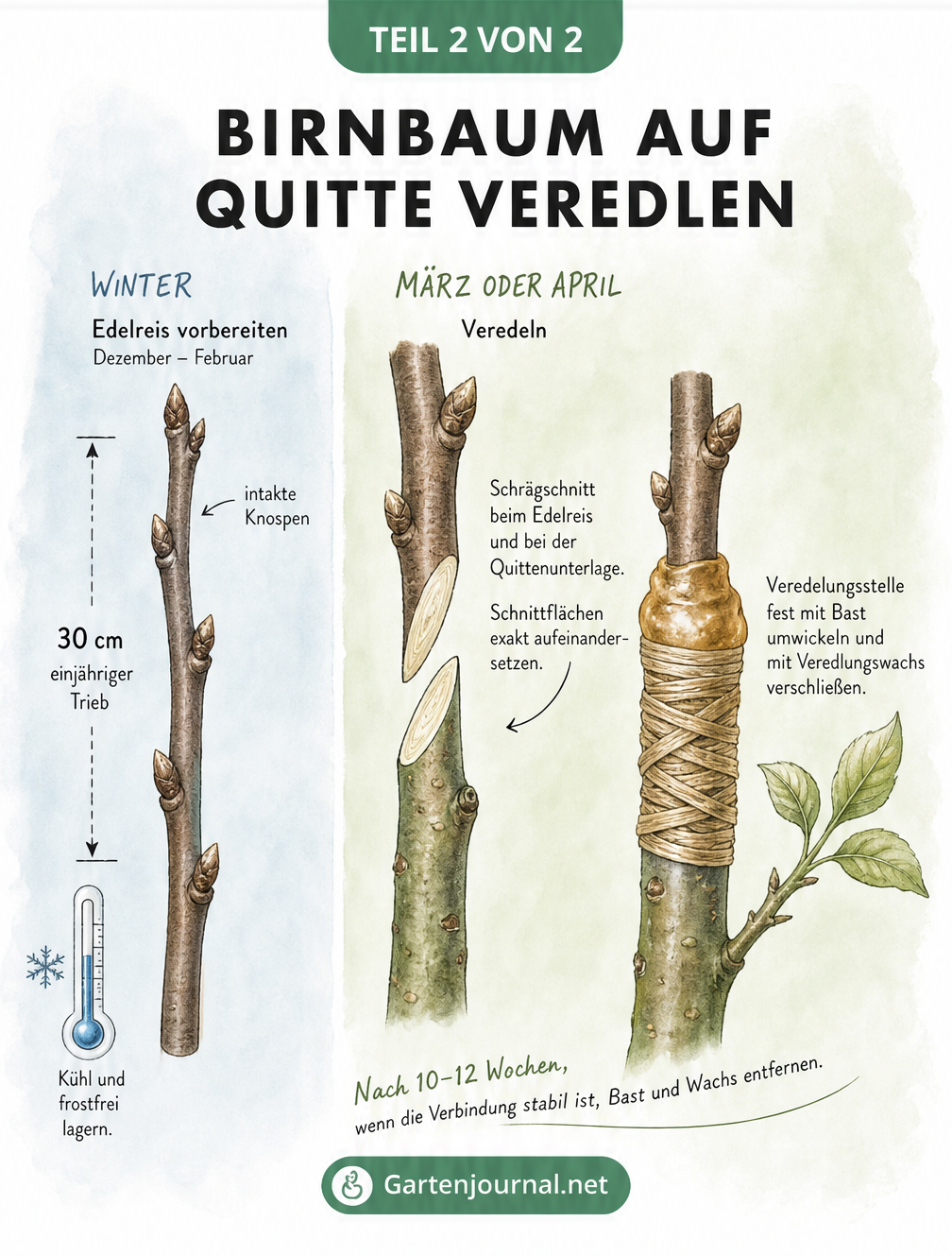Aquarellzeichnung eines Birnbaum-Edelreises und der Veredelung auf eine Quitten-Unterlage