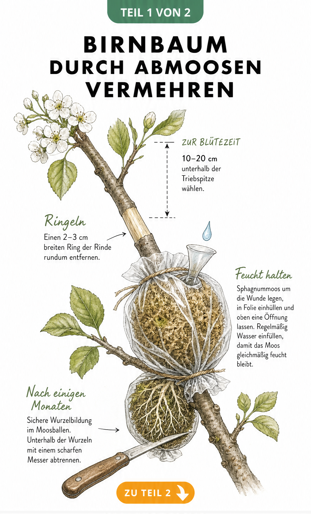 Botanische Illustration eines Birnbaumzweigs beim Abmoosen mit Rindenring und Moosballen
