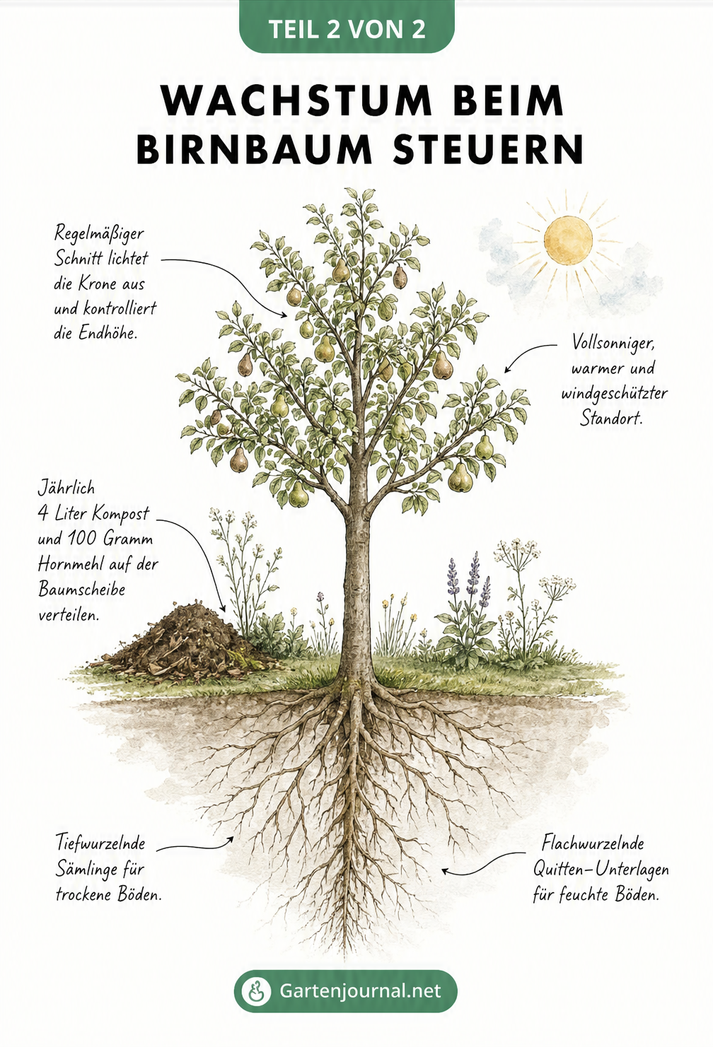 Botanische Illustration eines Birnbaums mit Hinweisen zu Schnitt, Standort, Düngung und Wurzelwerk