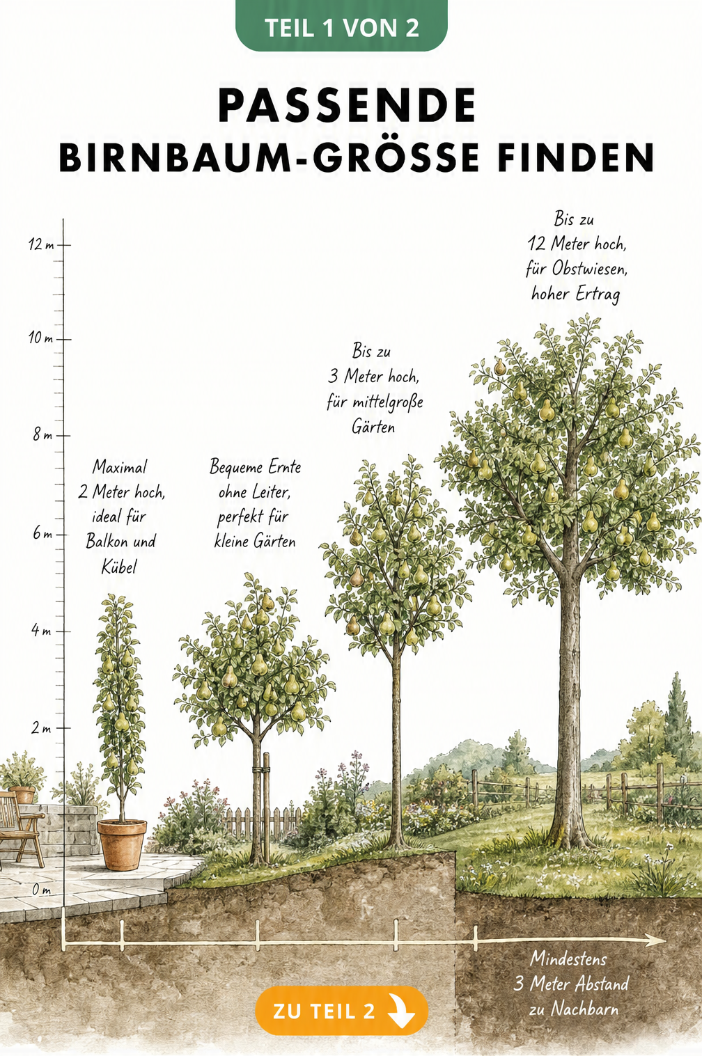Illustration verschiedener Birnbaum-Wuchsformen von der Säulenbirne bis zum Hochstamm mit Größenangaben