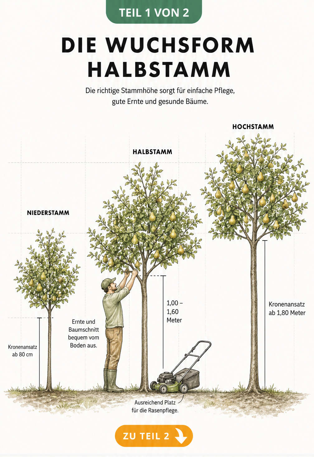 Botanische Illustration von Birnbaum-Wuchsformen: Niederstamm, Halbstamm und Hochstamm im Vergleich mit Maßangaben zum Kronenansatz