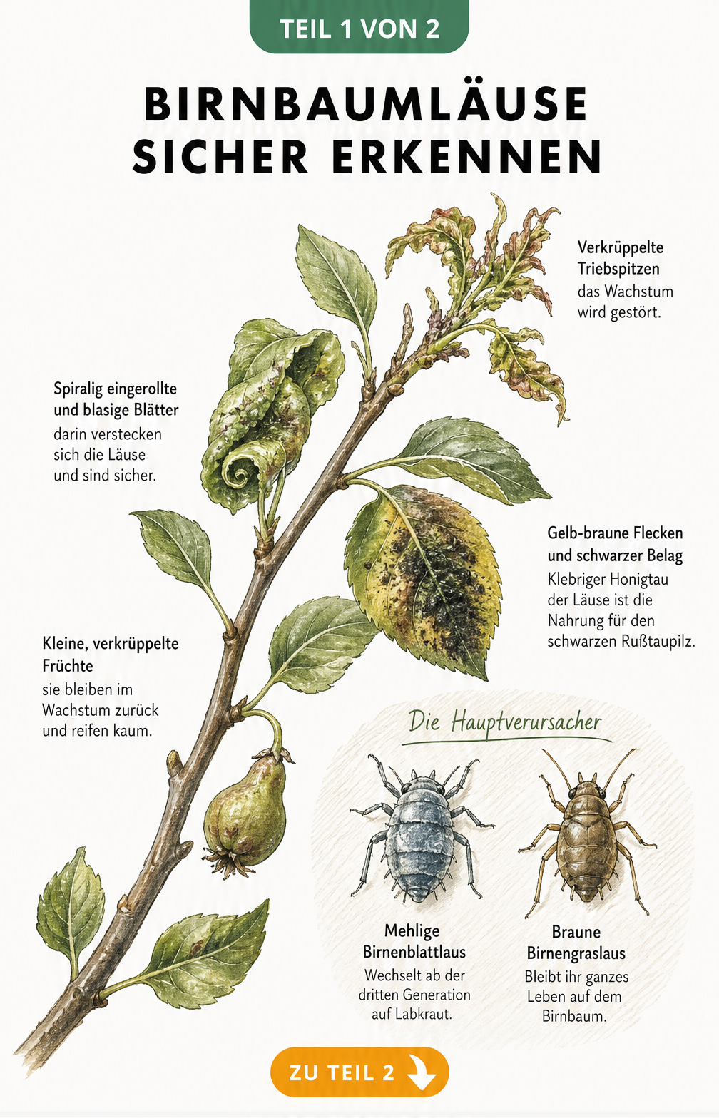 Botanische Illustration von Birnbaumzweigen mit Schadbildern durch Blattläuse wie eingerollte Blätter und Rußtau sowie Makro-Ansicht der Mehligen...
