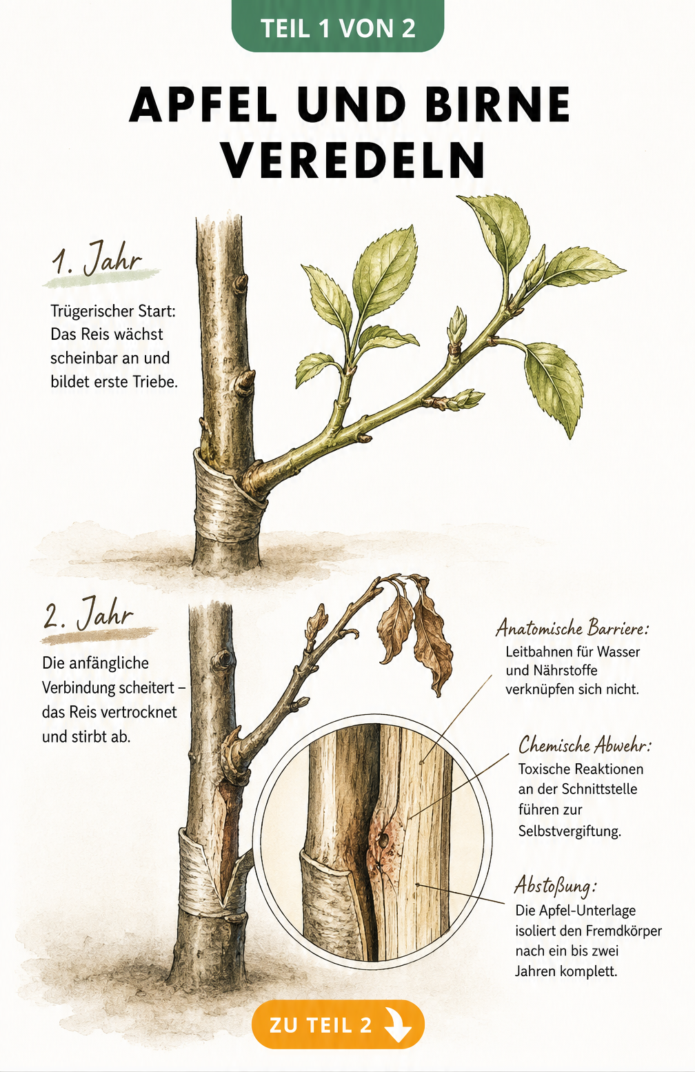 Botanische Schnittdarstellung eines Birnenreises auf einer Apfelbaum-Unterlage, die das anfängliche Wachstum und die spätere Abstoßung durch blockierte...