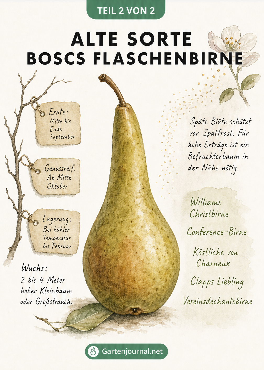 Botanische Skizze, die zeigt, wie eine Birne in einer Flasche am Baum heranwächst
