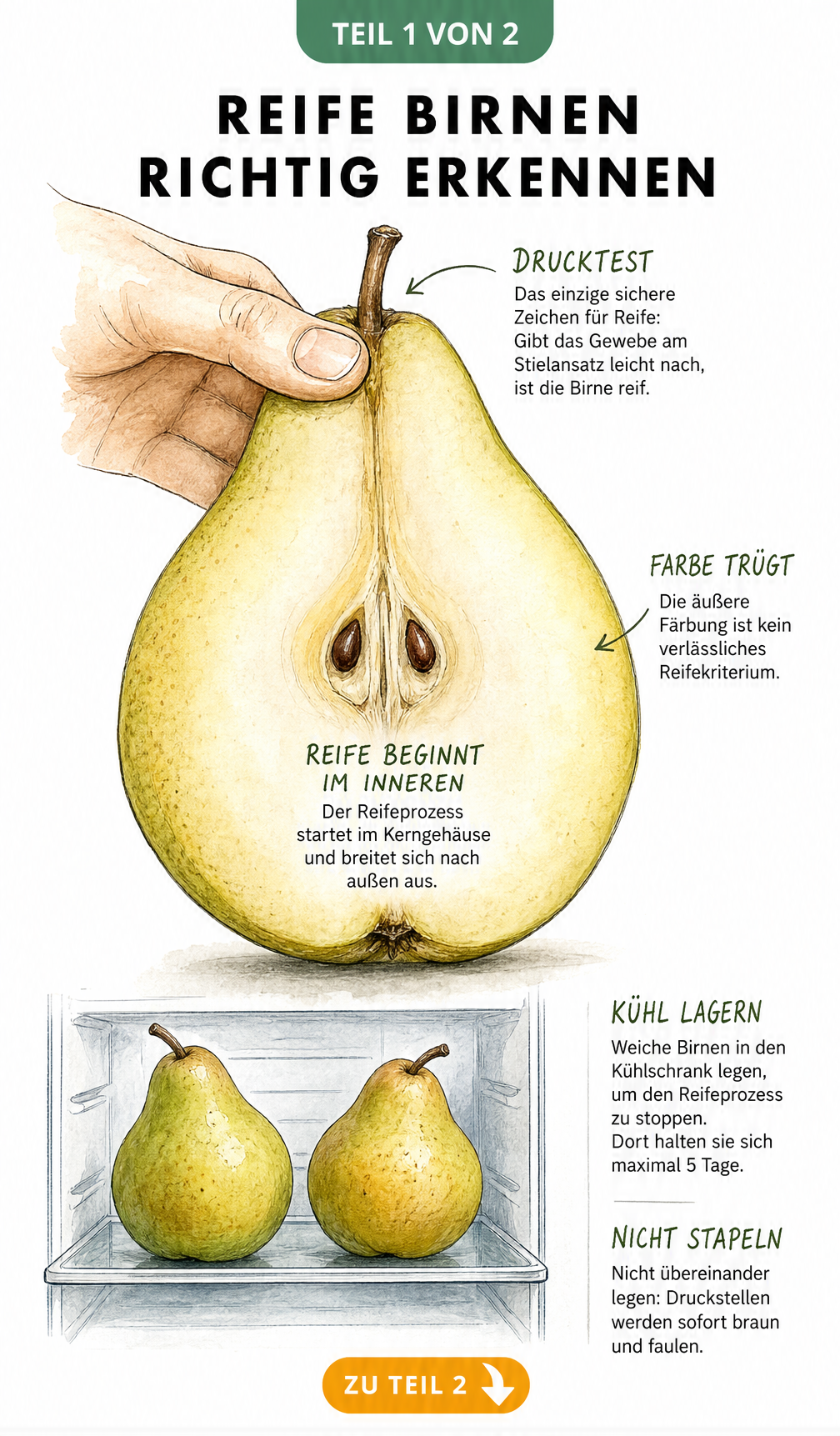 Illustration einer halbierten Birne, die den Reifeprozess von innen nach außen zeigt, sowie der Drucktest am Stielansatz.