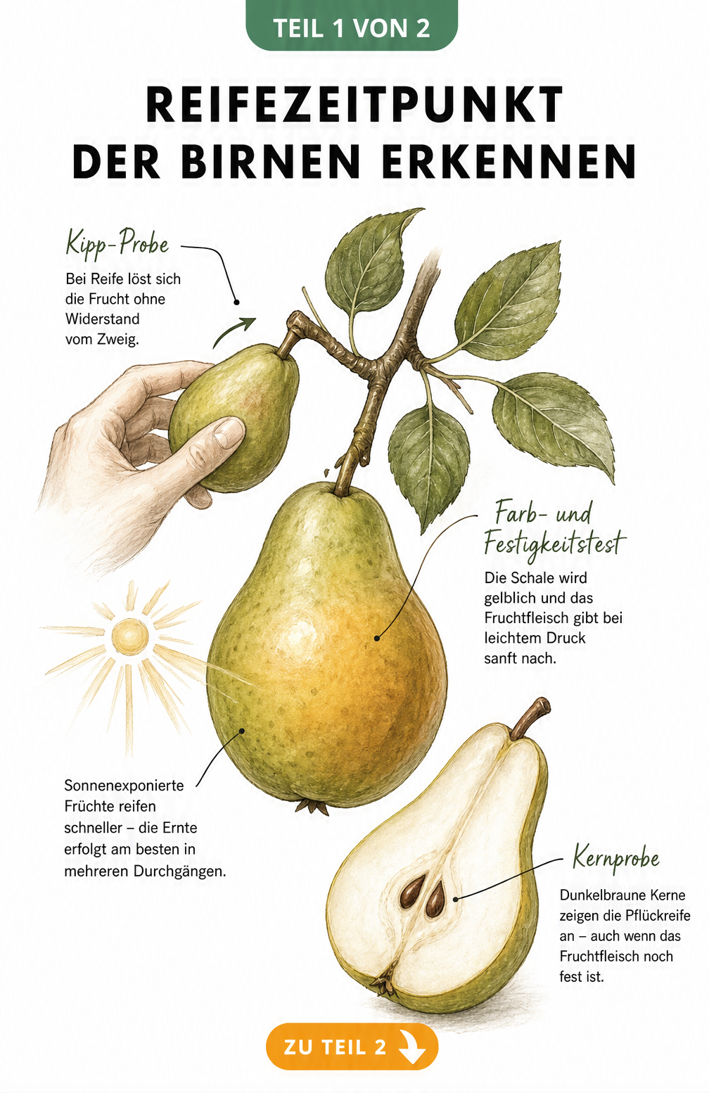 Botanische Illustration eines Birnenzweigs mit reifer Frucht und halbierter Birne, die Kipp-Probe, Farbtest und braune Kerne als Reifezeichen zeigt.