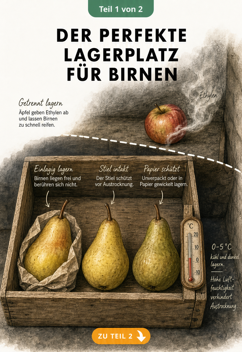 Querschnitt einer Holzkiste mit Birnen, Thermometer bei 0 bis 5 Grad und getrenntem Apfel mit Ethylen-Nebel