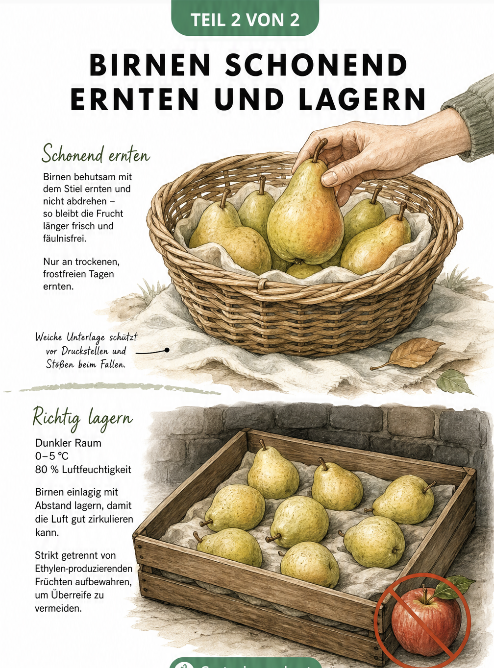 Illustration einer Hand, die eine Birne mit Stiel in einen Weidenkorb legt, und einer Holzkiste mit einlagig gelagerten Winterbirnen.