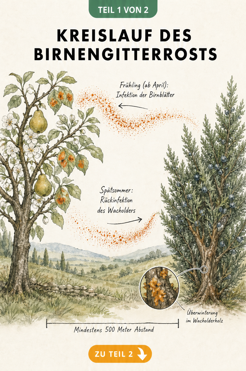 Illustration des Kreislaufs von Birnengitterrost zwischen Birnbaum und Sadebaum mit Sporenflug