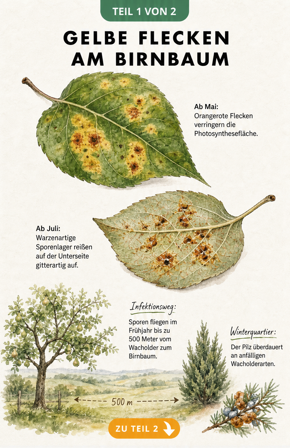Botanische Illustration eines Birnenblattes mit orangeroten Flecken und Sporenlagern sowie einer Landschaftsskizze, die den Sporenflug vom Wacholder zum...