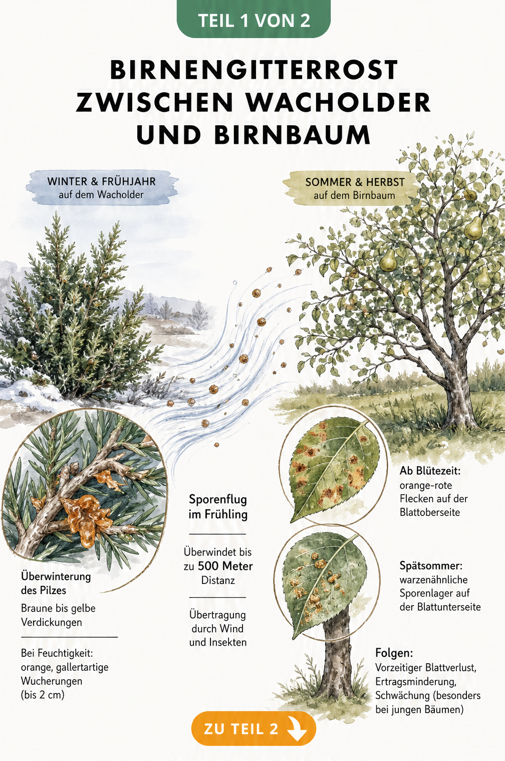 Illustration des Wirtswechsels von Birnengitterrost zwischen Chinesischem Wacholder im Winter und Birnbaum im Sommer