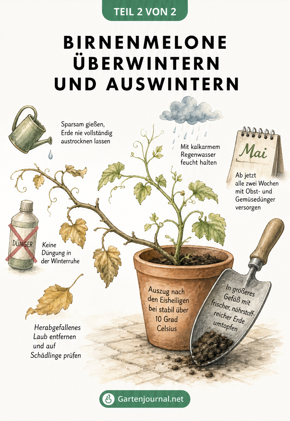 Illustration der Birnenmelone in der Winterruhe und beim Frühlingsaustrieb mit Pflegetipps