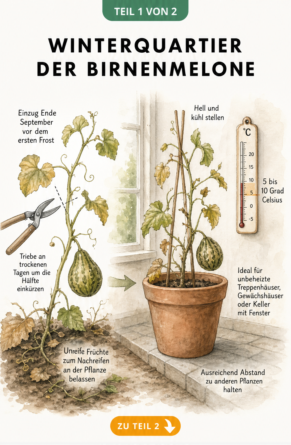 Illustration einer Birnenmelone im Garten und im Winterquartier mit Tipps zum Einzug und zur Temperatur