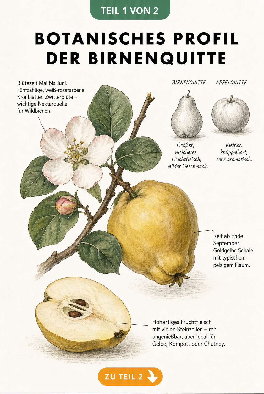 Botanische Illustration einer Birnenquitte mit Blüte, Frucht und Vergleich zur Apfelquitte