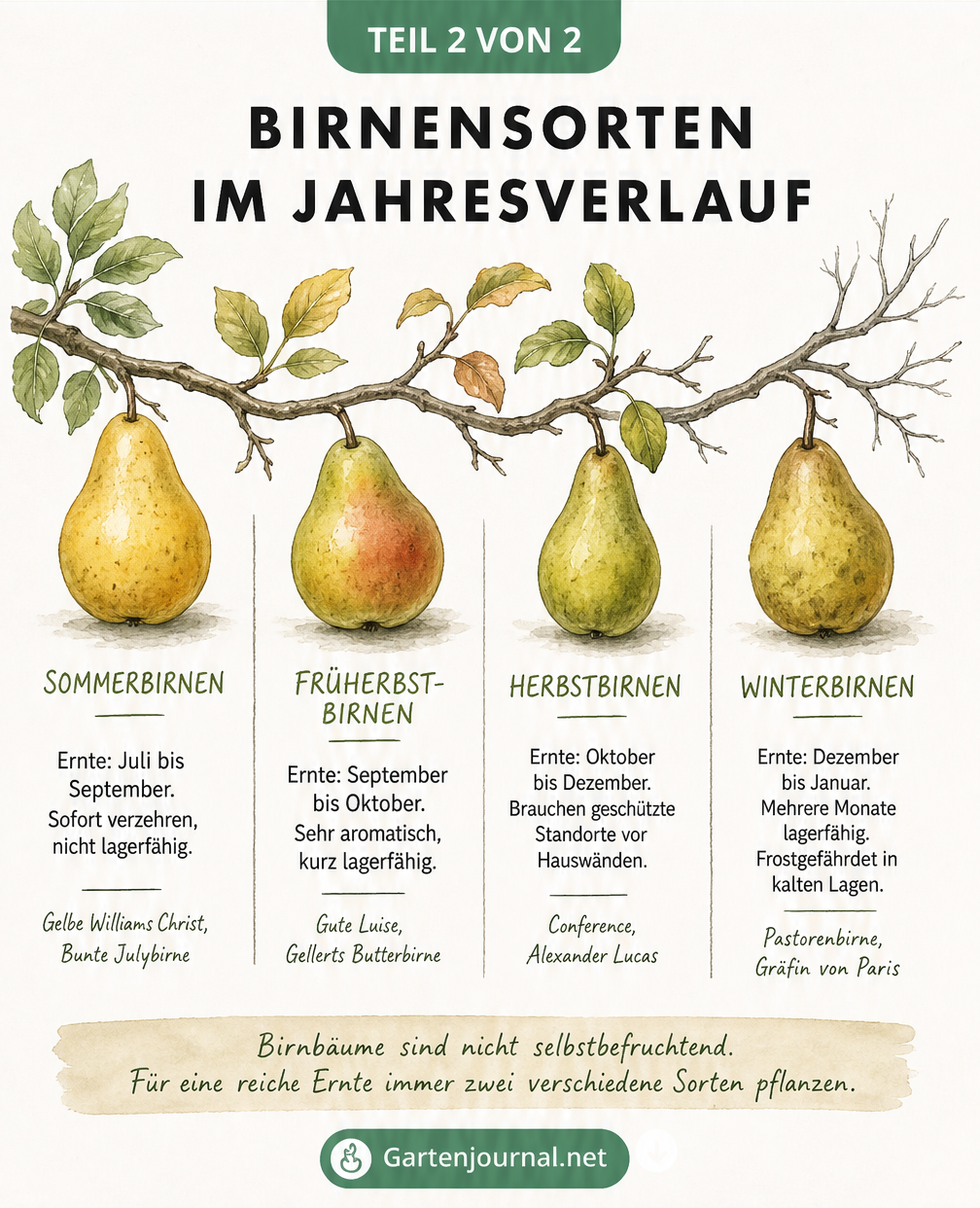 Übersicht der Birnensorten im Jahresverlauf von Sommerbirnen bis Winterbirnen mit Erntezeiten