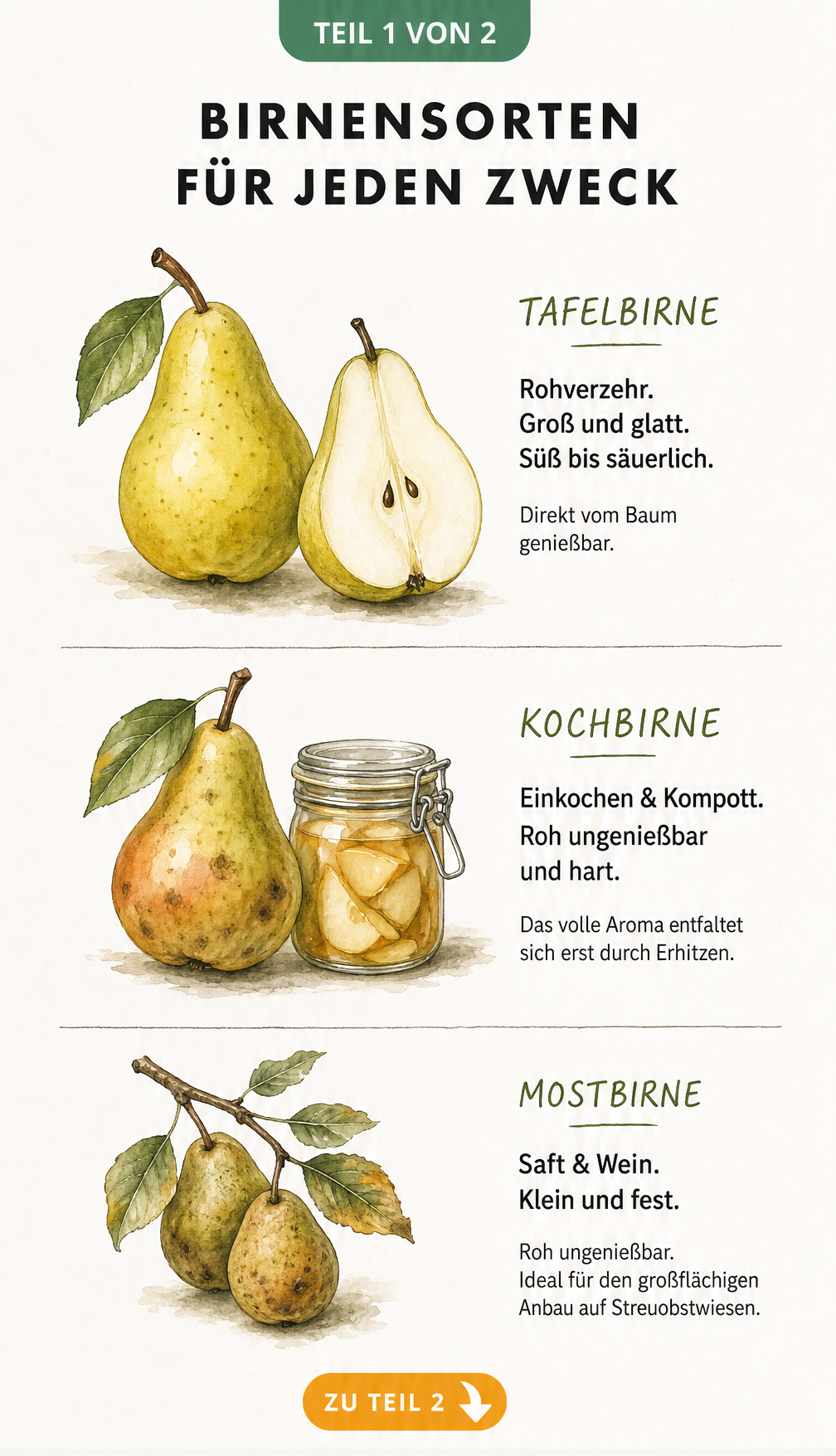 Illustration von Tafelbirne, Kochbirne und Mostbirne mit Erklärungen zu Geschmack und Verwendung