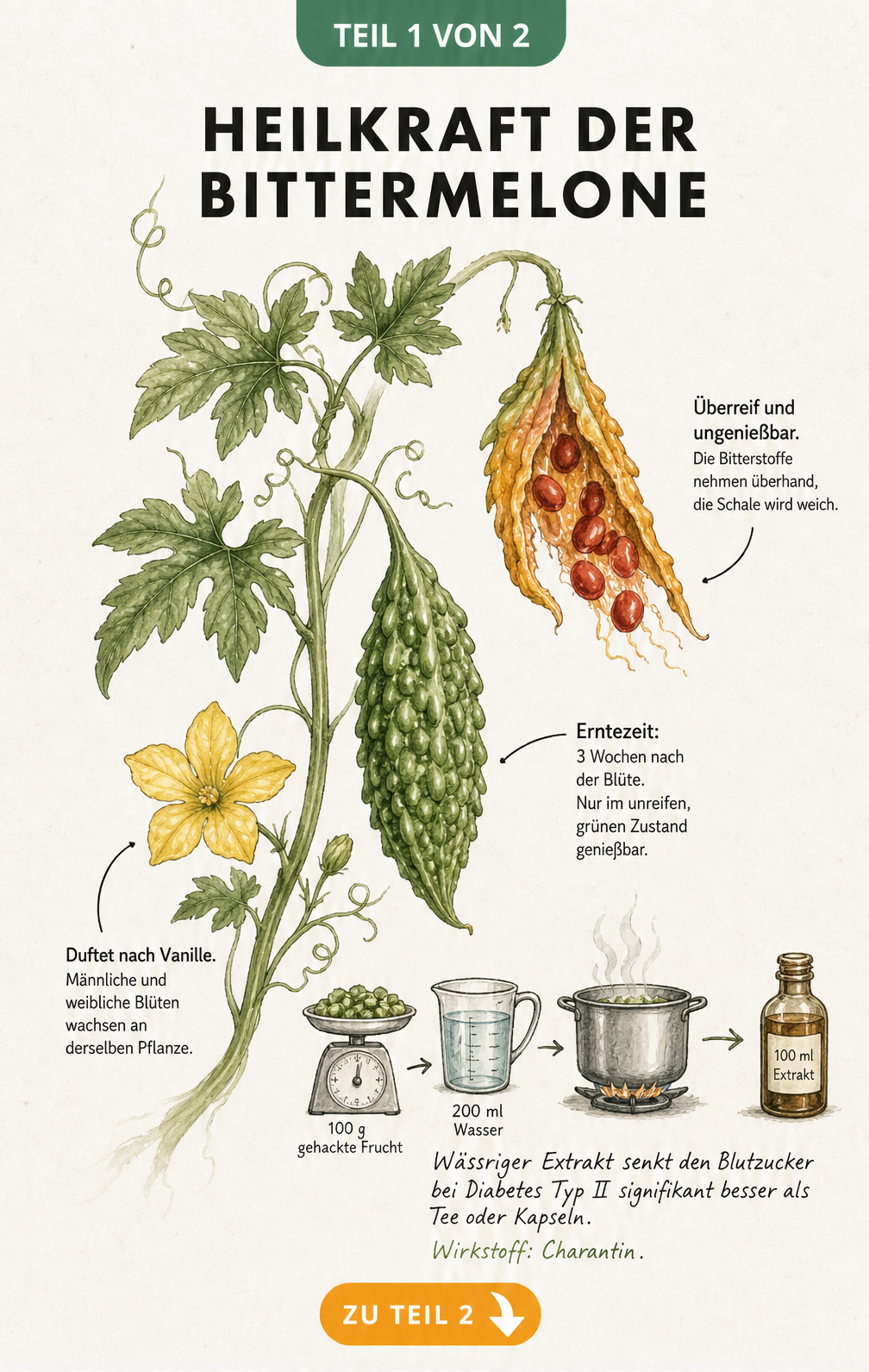 Botanische Illustration der Bittermelone mit Blüte, grüner und überreifer Frucht sowie einer Skizze zur Blutzuckersenkung durch wässrigen Extrakt