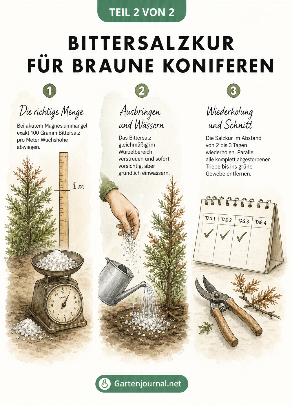 Aquarell-Illustration einer Bittersalzkur für Koniferen: Abwiegen von 100 Gramm Bittersalz, Ausstreuen und Wässern sowie Wiederholung und Schnitt.