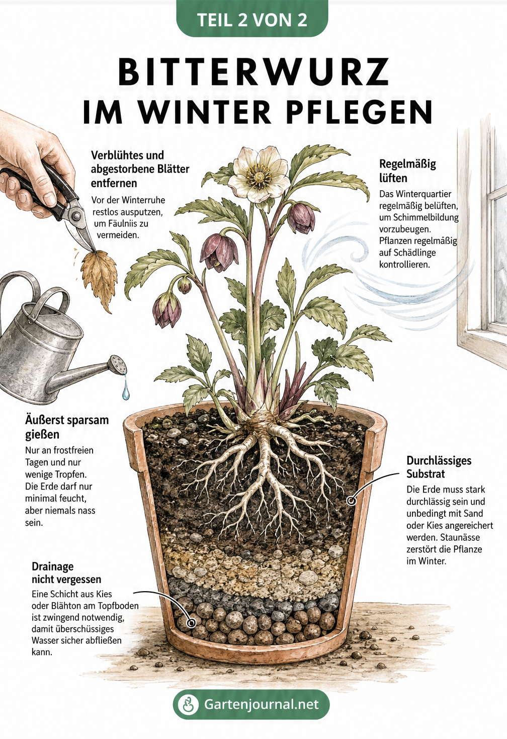 Botanische Illustration eines Bitterwurz im Querschnitt mit Pflegehinweisen für den Winter