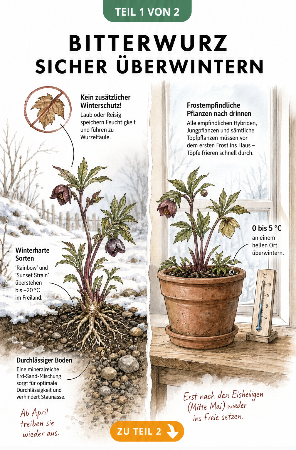 Illustration eines Bitterwurz im Gartenbeet und im Topf im Innenraum zur Überwinterung