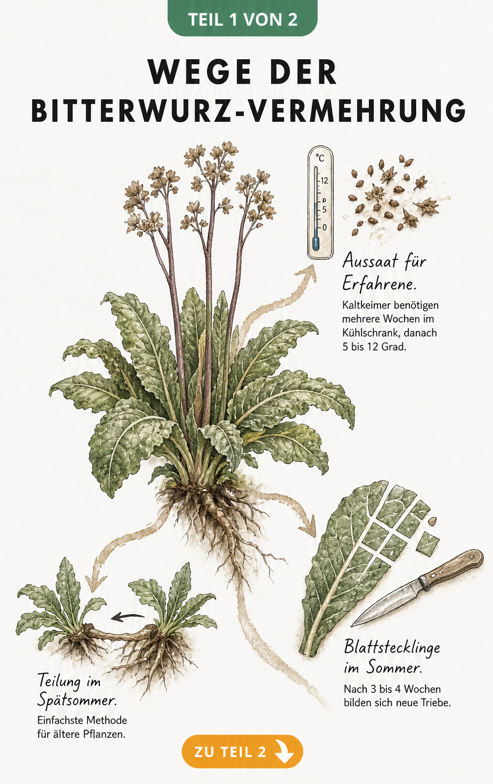 Botanische Skizze der Bitterwurz mit drei Vermehrungsmethoden: Teilung, Blattstecklinge und Aussaat