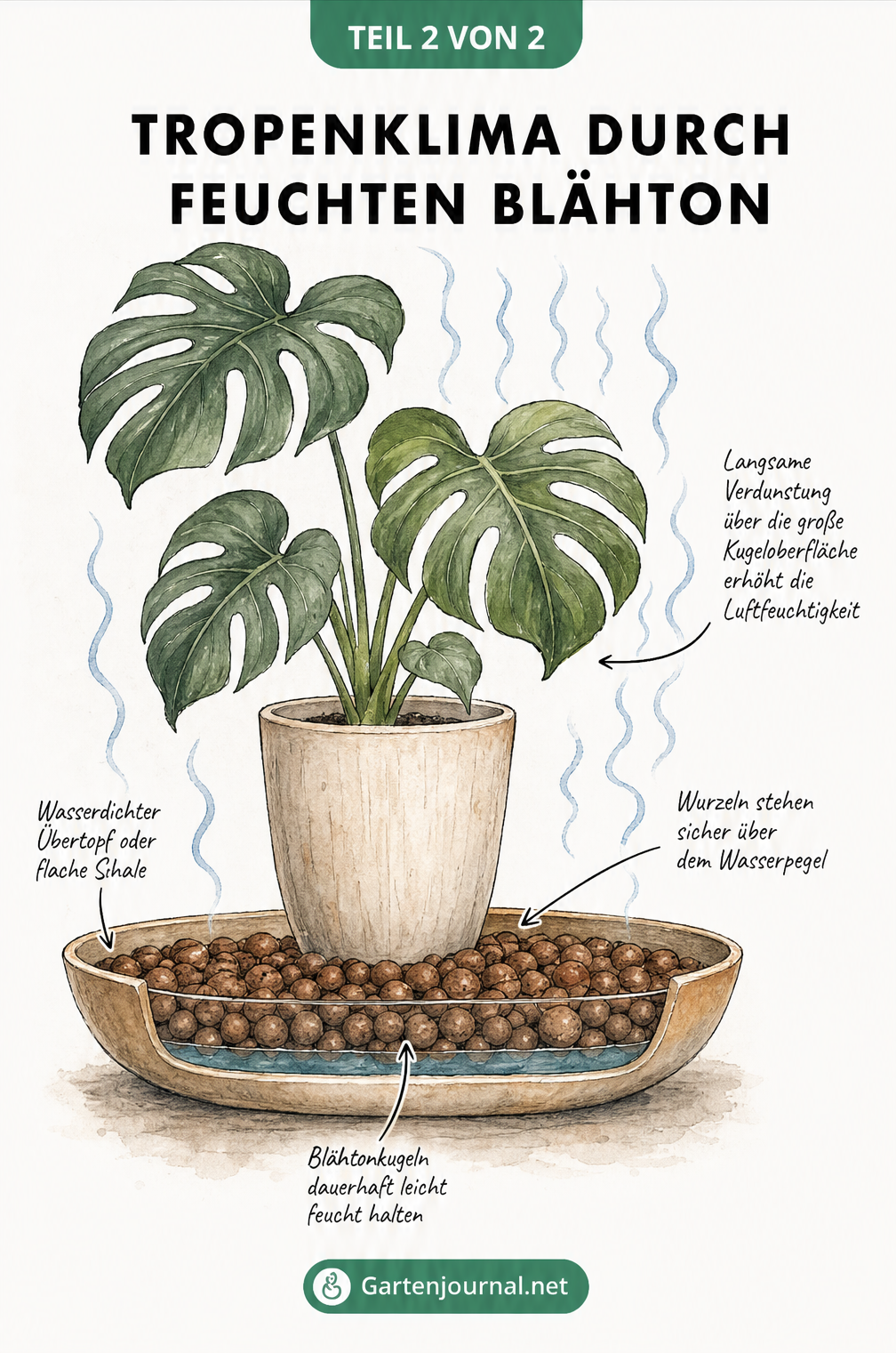 Illustration einer Monstera in einem Pflanztopf, der auf einer flachen Schale mit feuchten Blähtonkugeln und Wasser steht.