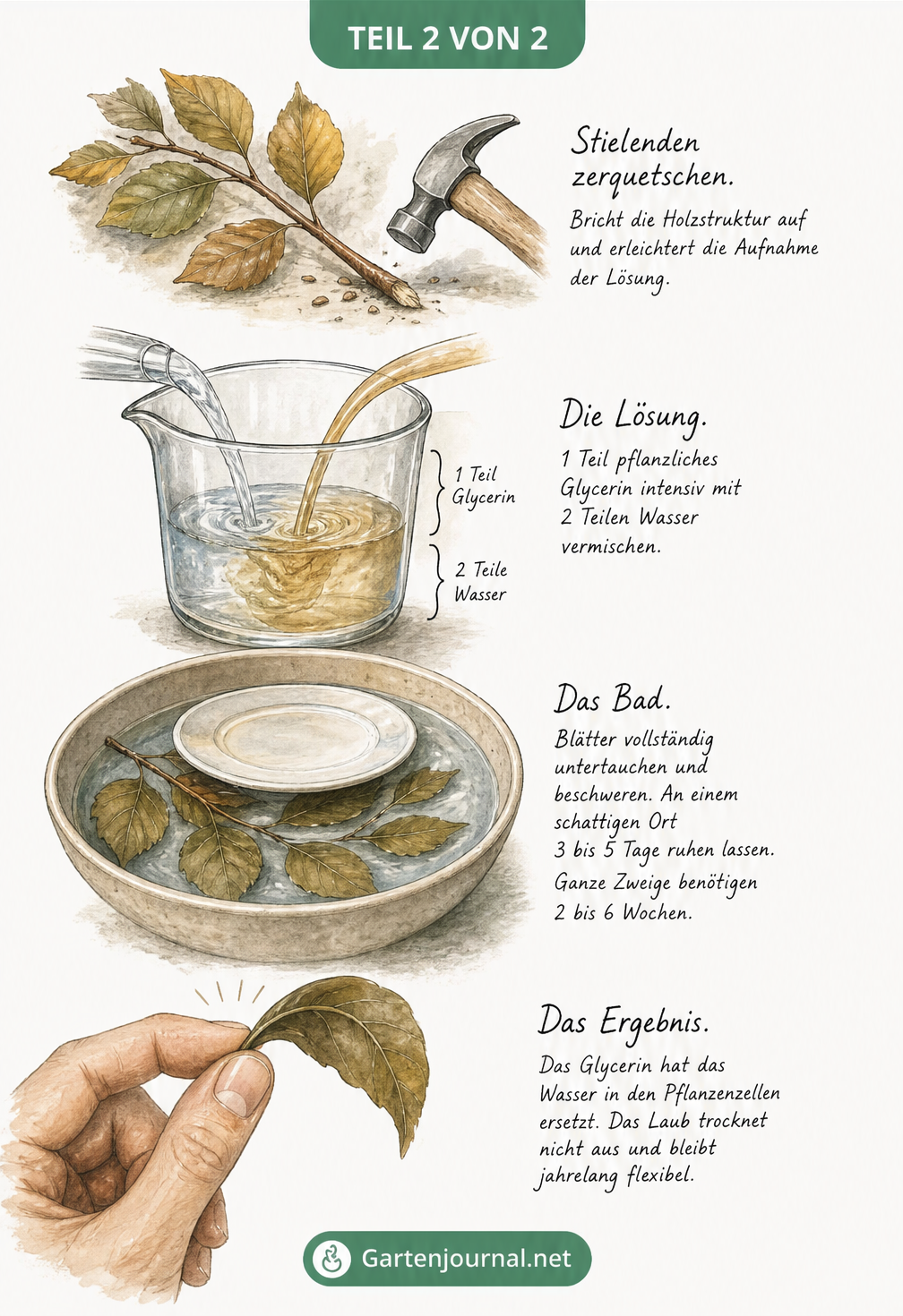 Illustration des Prozesses zum Konservieren von Blättern mit Glycerin: Stielenden zerquetschen, Lösung mischen, Blätter untertauchen und das flexible Ergebnis.
