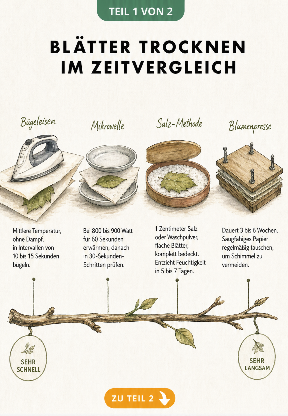 Illustration von vier Methoden zum Blätter trocknen im Zeitvergleich: Bügeleisen, Mikrowelle, Salz und Blumenpresse.