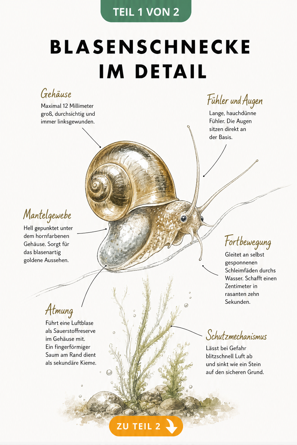 Detaillierte Illustration einer Blasenschnecke mit Beschriftungen zu Gehäuse, Mantelgewebe, Atmung, Fühlern, Fortbewegung und Schutzmechanismus