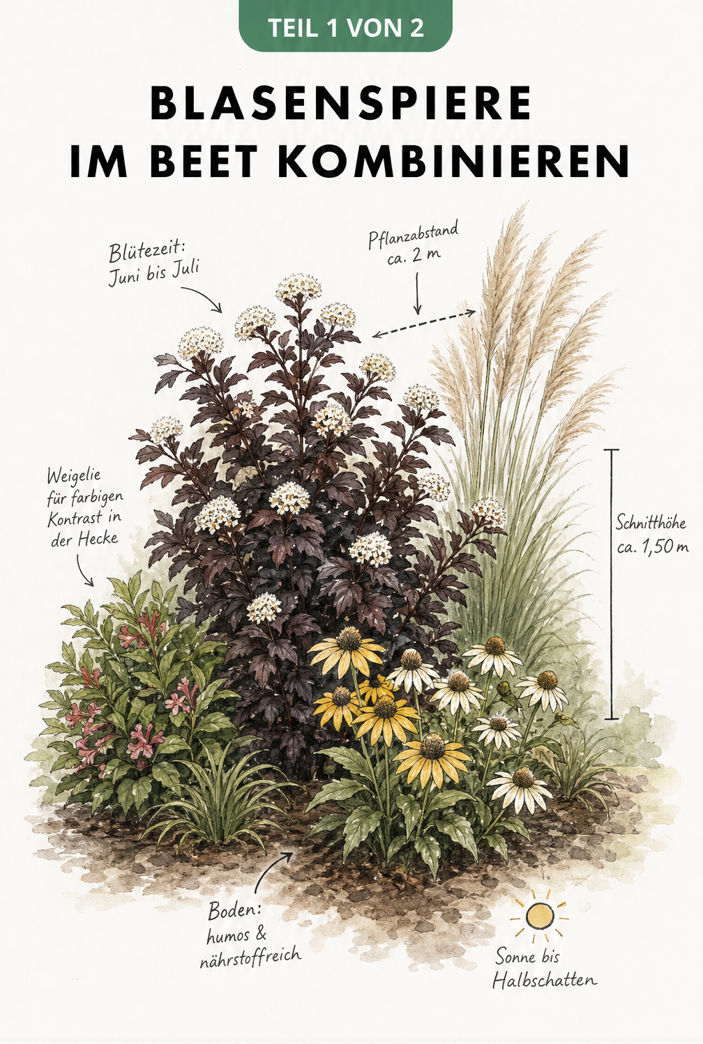 Handgezeichnete Skizze einer dunkelroten Blasenspiere im Beet, kombiniert mit Pampasgras, Sonnenhut und Weigelie.