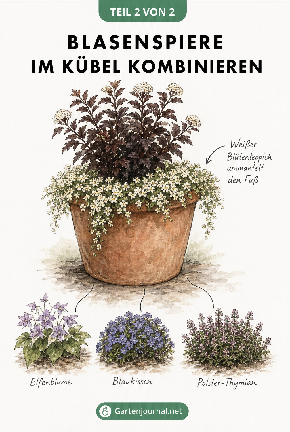 Illustration einer dunkelroten Blasenspiere im Terrakotta-Kübel, unterpflanzt mit weißer Schaumblüte, Elfenblume, Blaukissen und Polster-Thymian.