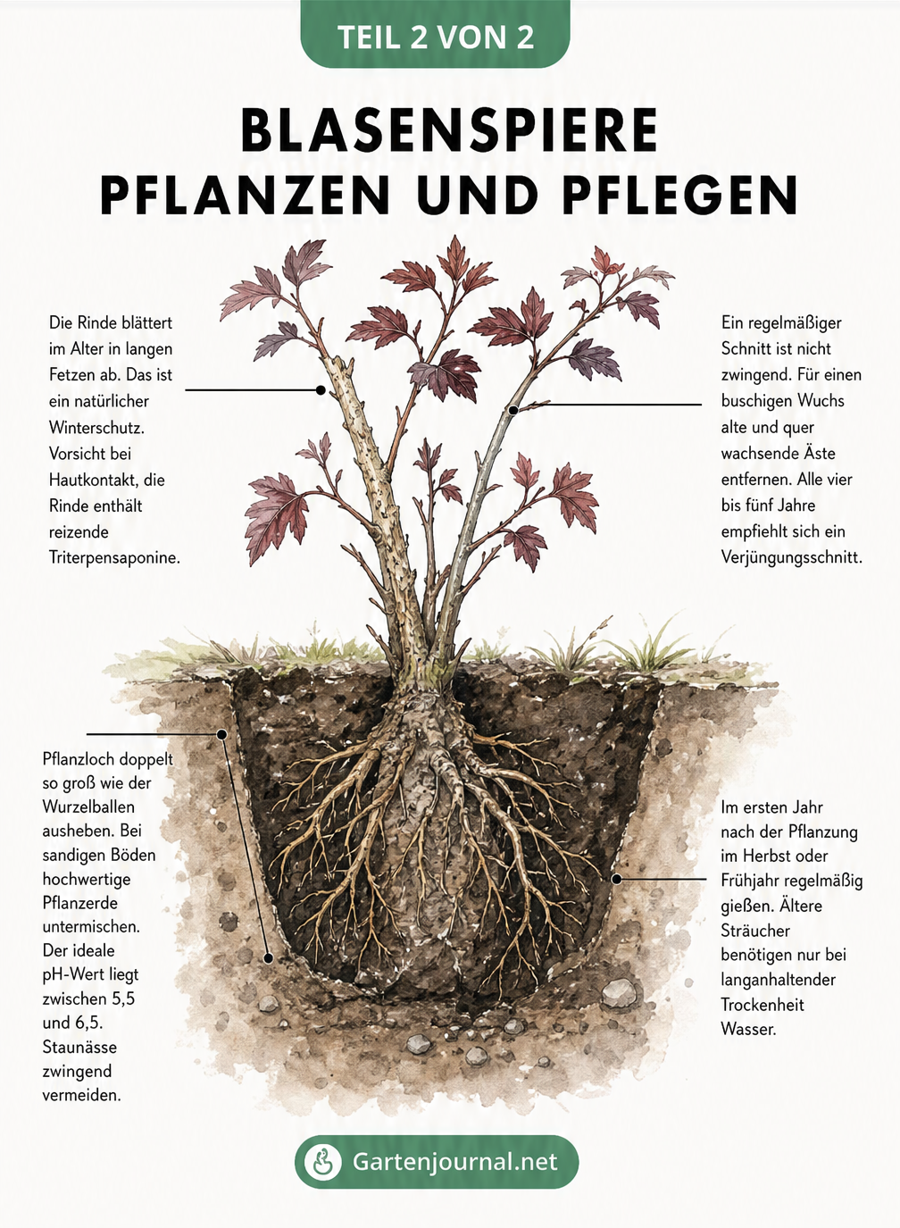 Querschnitt-Illustration zur Pflanzung und Pflege der Blasenspiere mit Wurzelballen und Ästen