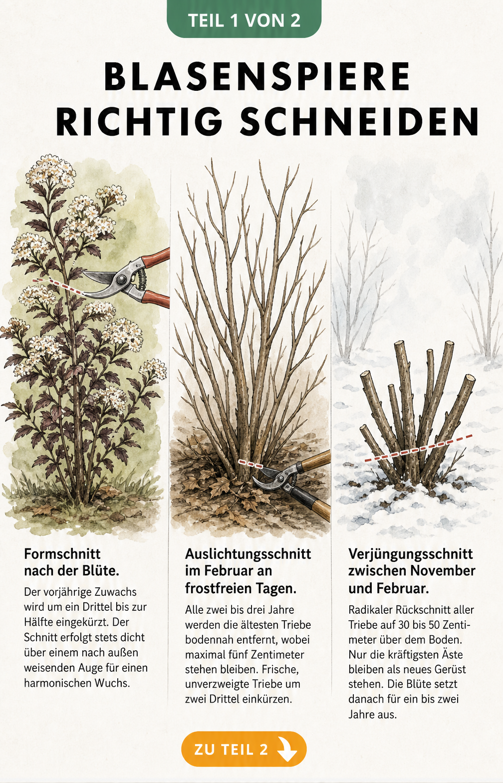 Illustration von drei Schnittarten der Blasenspiere: Formschnitt im Sommer, Auslichtungsschnitt im Spätwinter und Verjüngungsschnitt im Schnee.