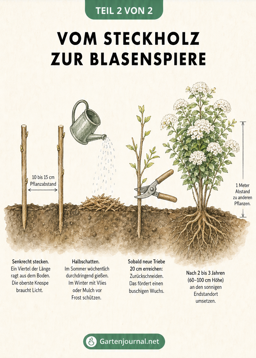 Zeitstrahl der Entwicklung eines Blasenspieren-Steckholzes vom Einpflanzen bis zum großen Strauch