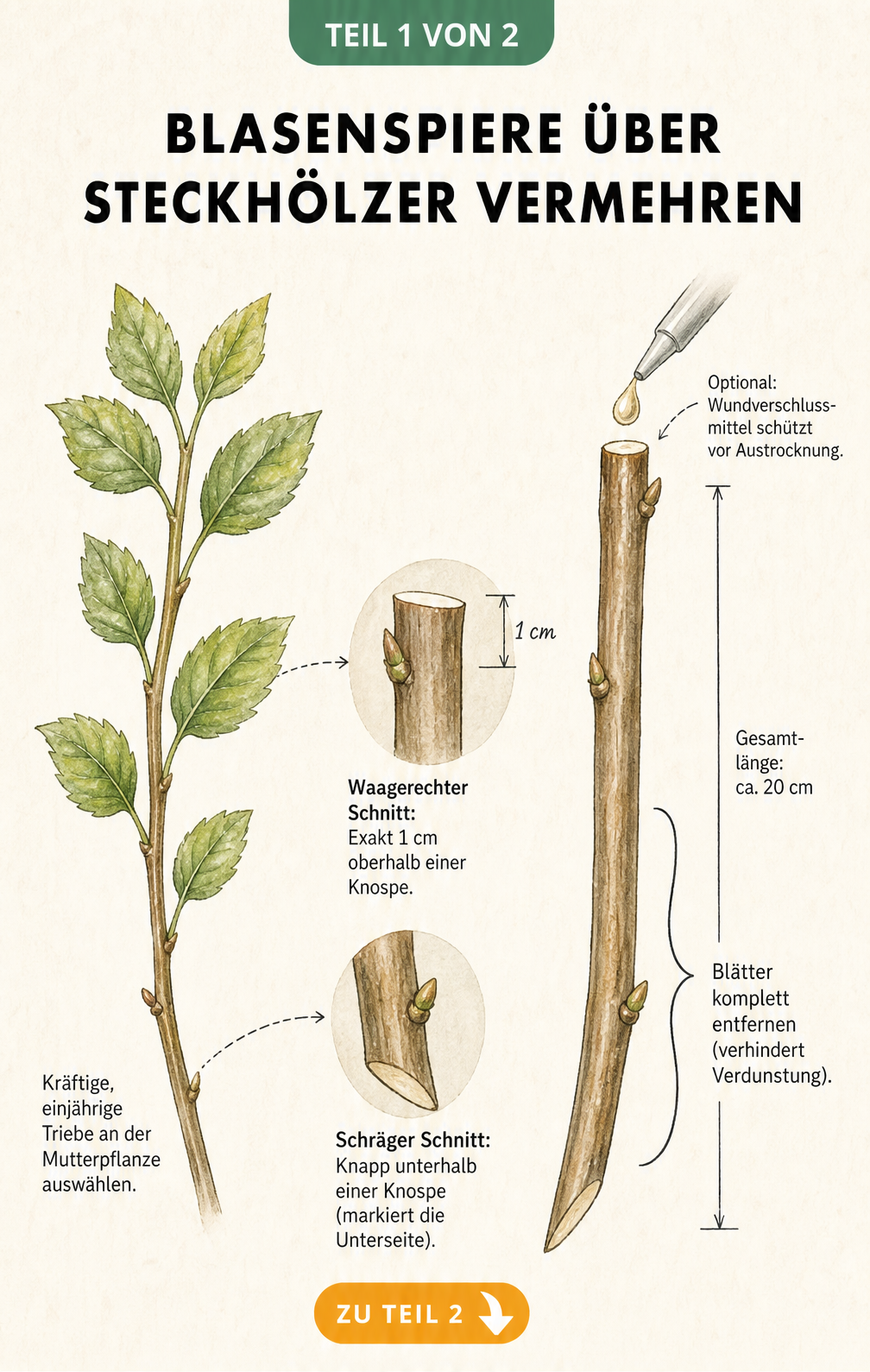 Illustration eines Blasenspieren-Steckholzes mit Schnittführung und Maßangaben