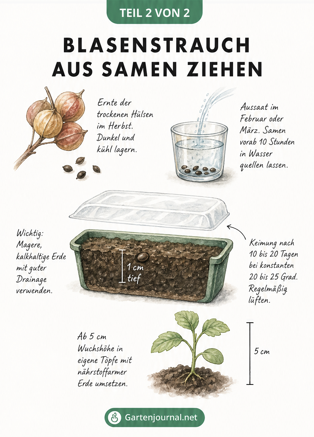 Illustration zur Aussaat von Blasenstrauch-Samen im Frühjahr