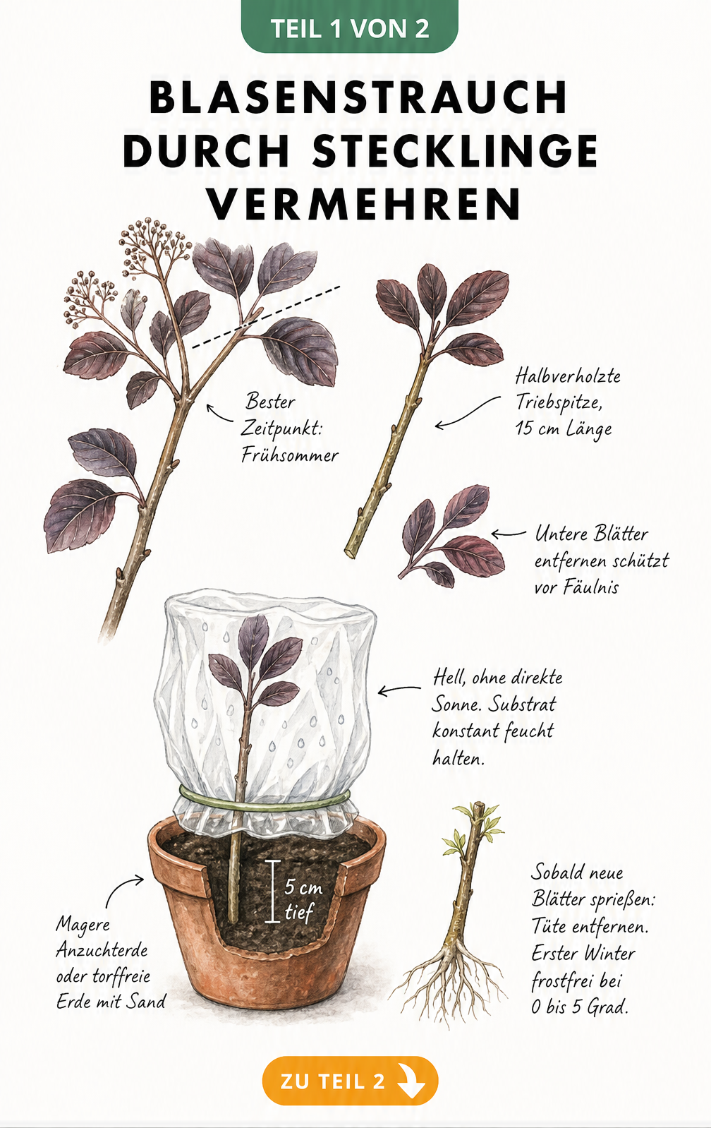 Botanische Illustration zur Vermehrung des Blasenstrauchs durch Stecklinge im Frühsommer