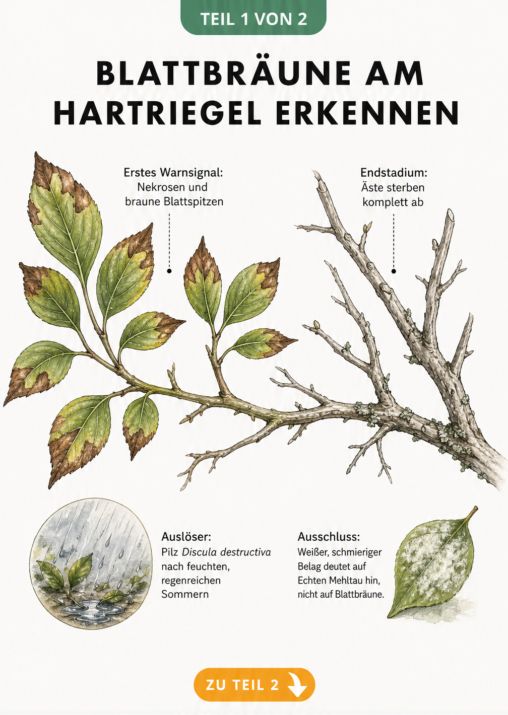 Botanische Illustration eines Hartriegel-Zweigs, der den Verlauf der Blattbräune von braunen Flecken bis zum abgestorbenen Ast zeigt.