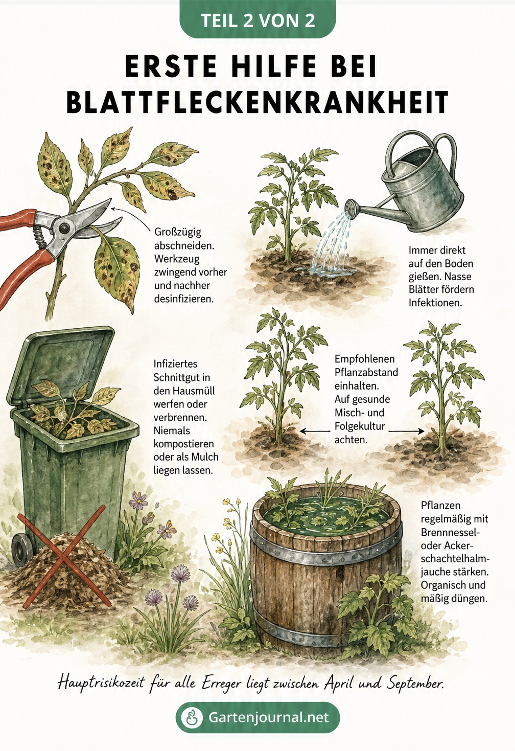 Illustration zur Akutbehandlung und Vorbeugung der Blattfleckenkrankheit mit Gartenschere, Mülltonne und Gießkanne