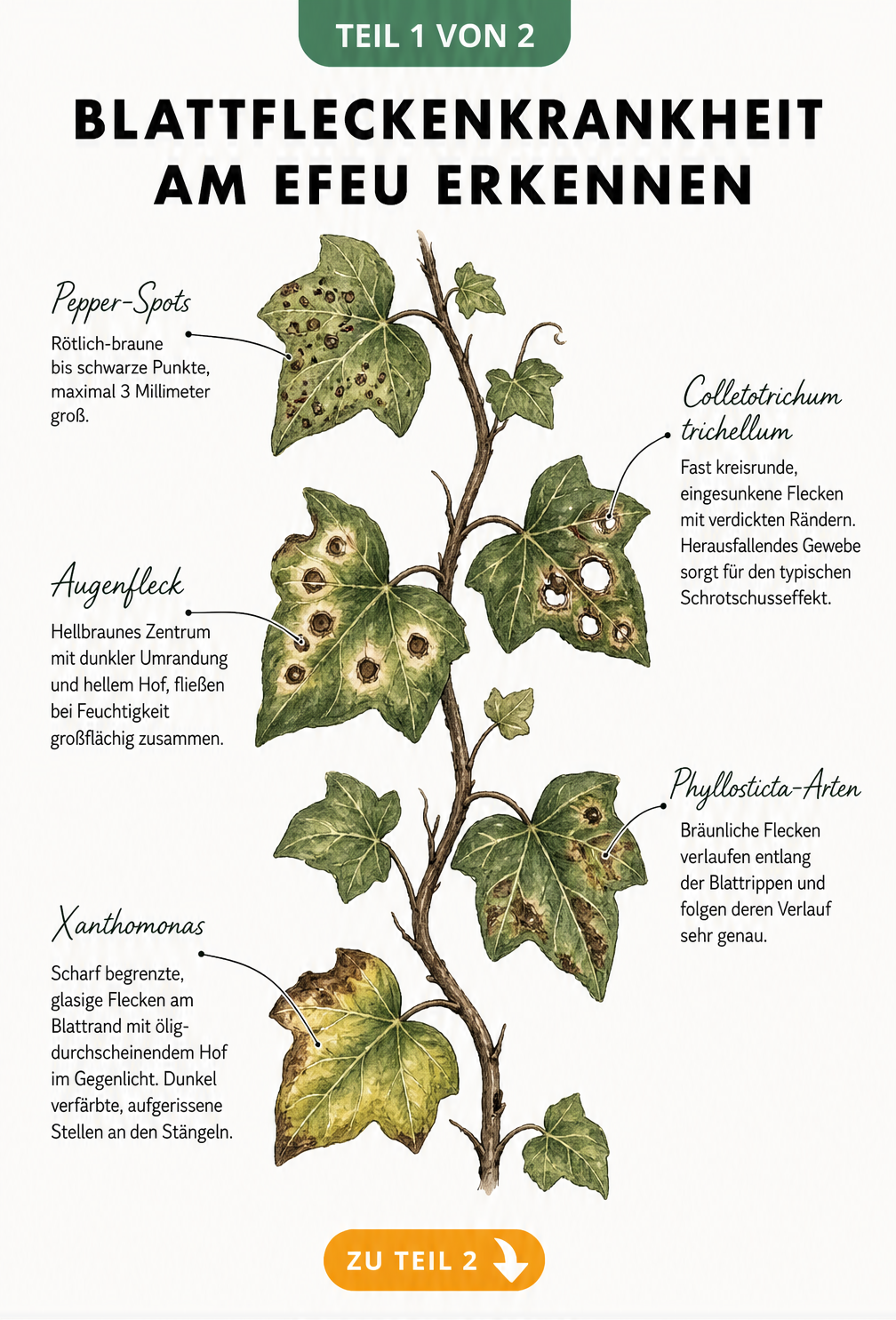 Illustration verschiedener Schadbilder der Blattfleckenkrankheit an Efeublättern