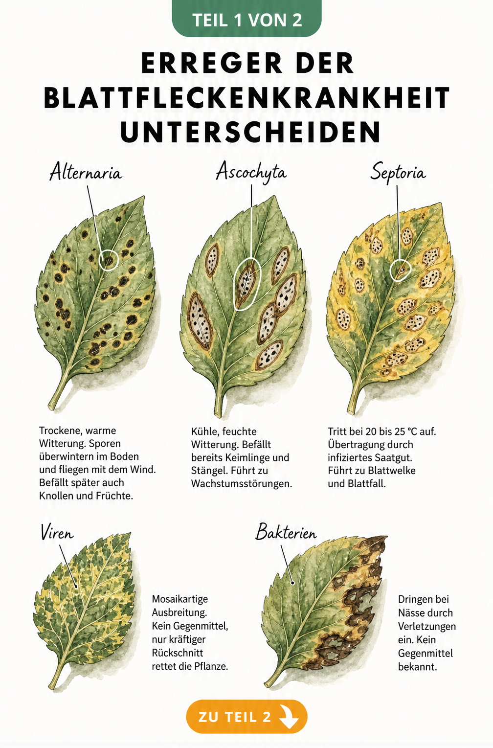Illustration von Blättern mit unterschiedlichen Schadbildern der Blattfleckenkrankheit durch Pilze, Viren und Bakterien