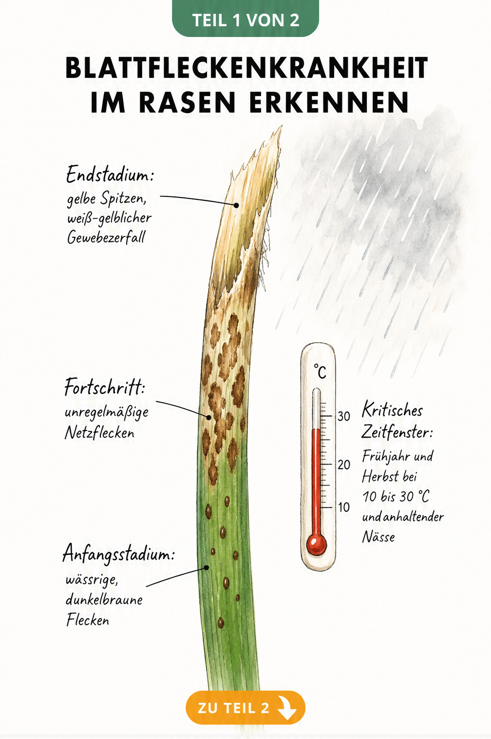 Illustration eines Grashalms mit den verschiedenen Stadien der Blattfleckenkrankheit, von wässrigen Flecken bis zum Gewebezerfall.